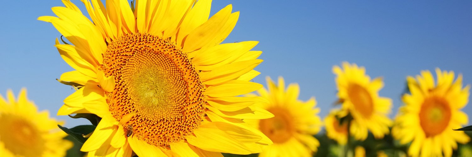 SannaWicks's profile banner image