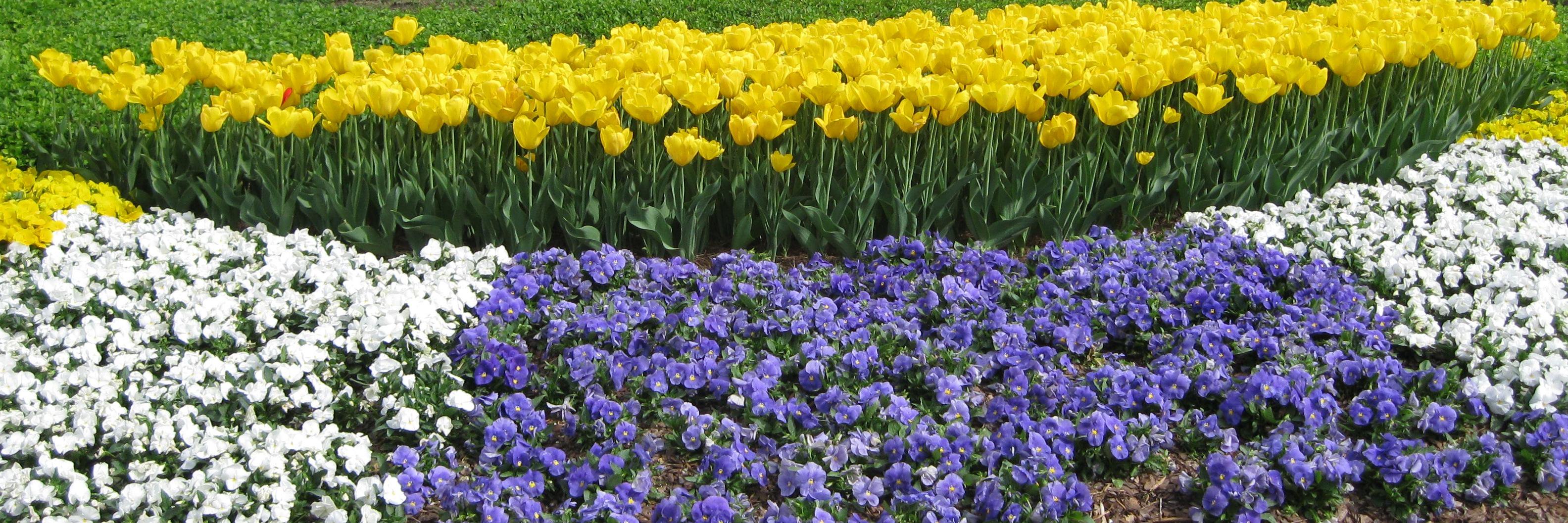 CBLFlowers's profile banner image