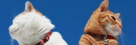 siblsa's profile banner image