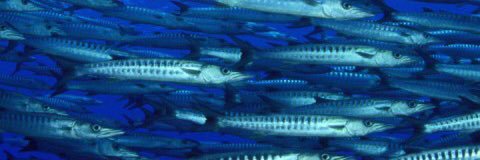 SKFishVideoClub's profile banner image
