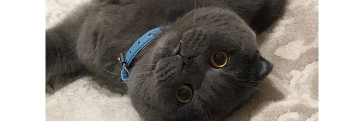 Nazlı. banner