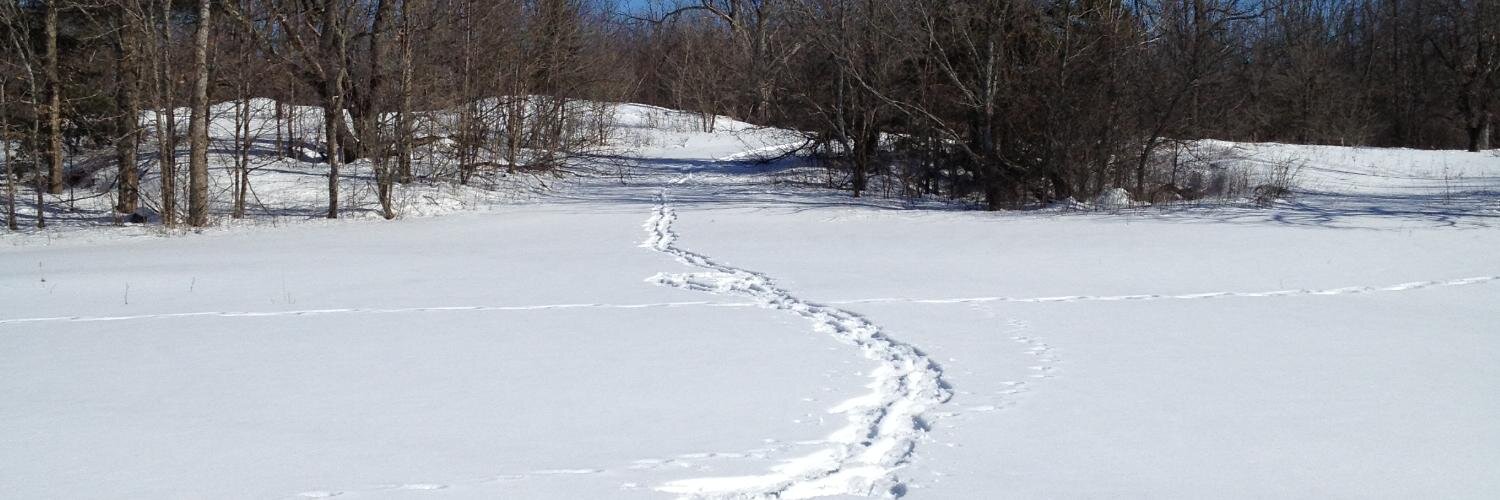 Judy Rose 🇨🇦 banner