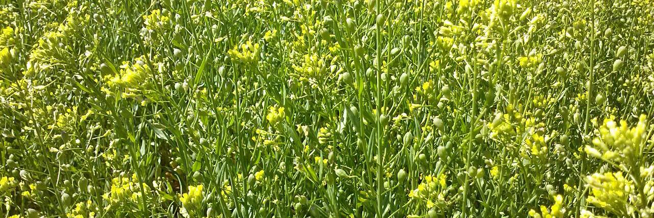 Camelina Comp España banner