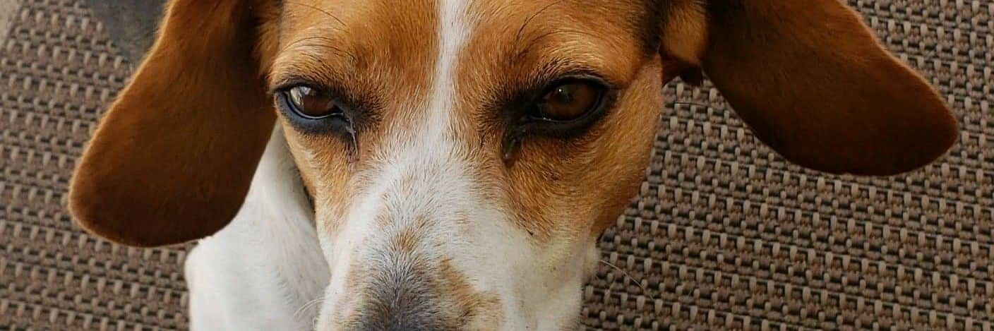 DaBeagleLvr's profile banner image