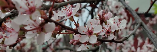 TheSpaceQueen Profile Banner