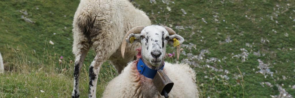 François-Xavier Mas banner