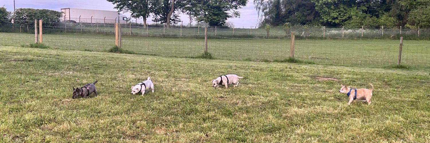Nettles🌿Daisy🌼Clover☘️& Barley🌾 banner