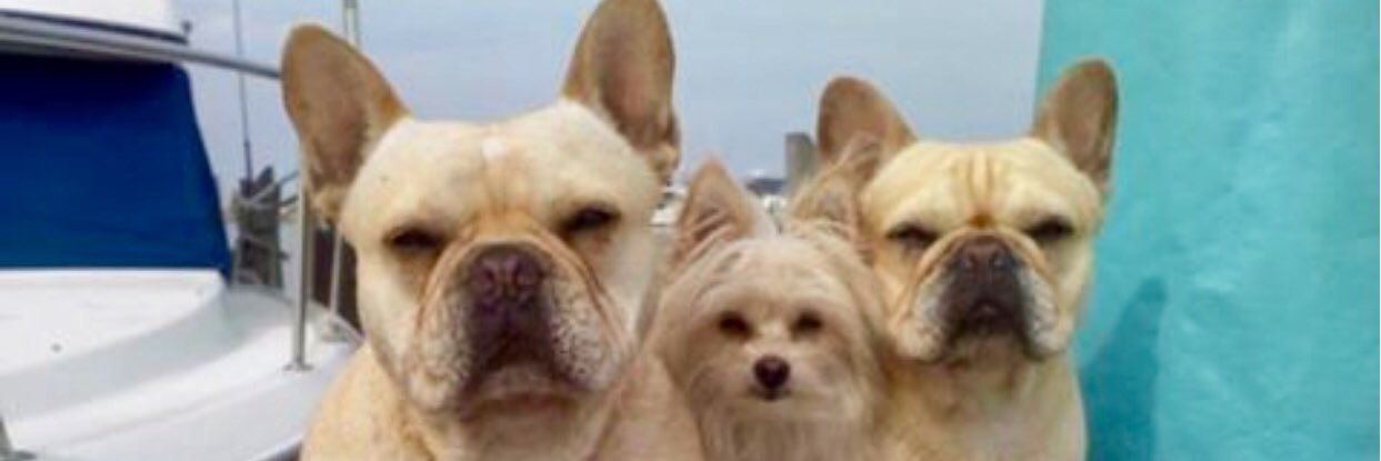 Bobbi Schultz banner
