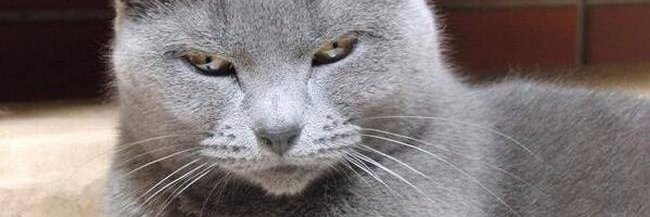 sedasultan20's profile banner image