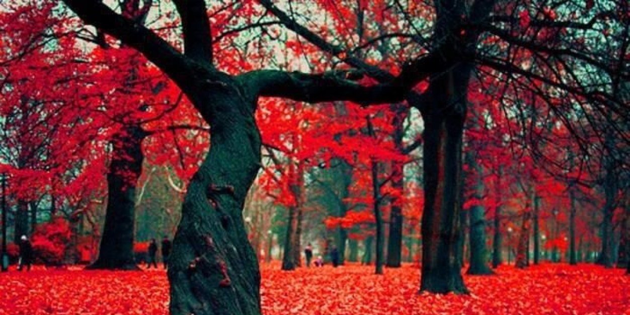 Micah Jenkins banner