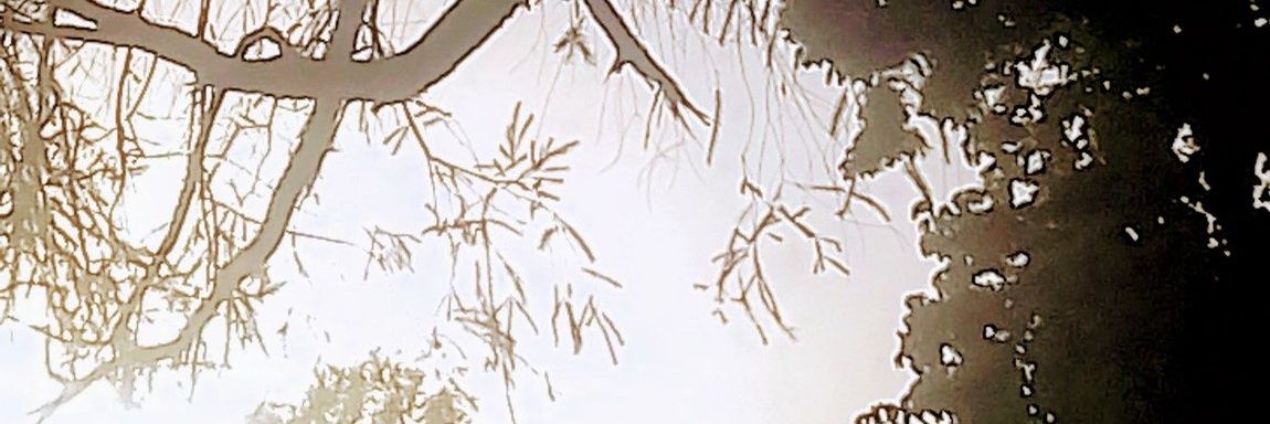Clifford Mwarania banner