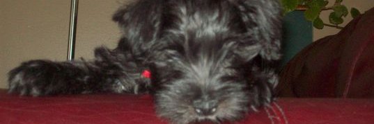 ⚜️🇨🇦JinxyRae🇨🇦⚜️(i make songs on Suno) banner