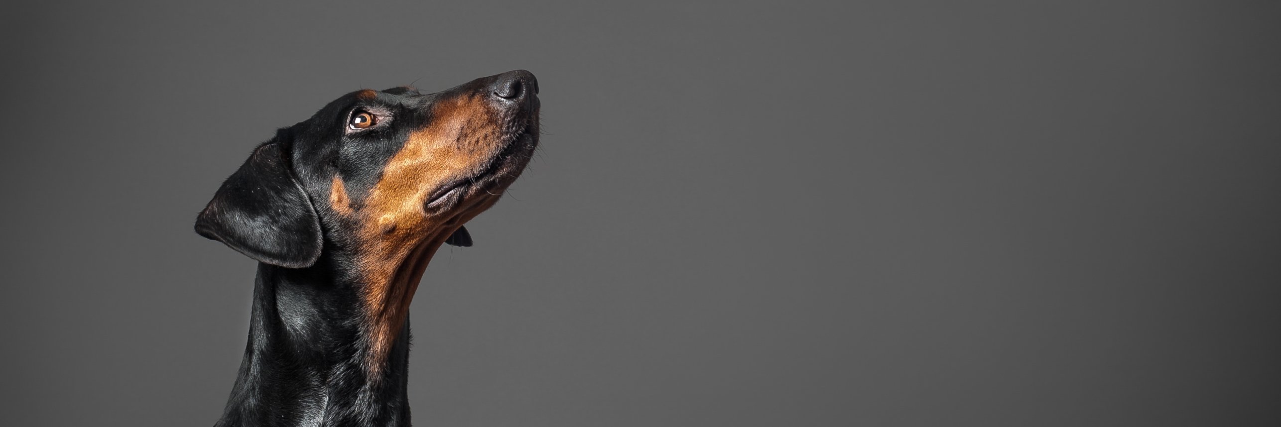 _CMarchant's profile banner image