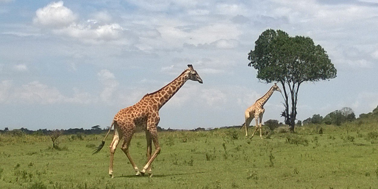 Jonathan Nash banner