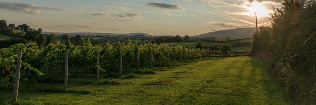 WHITECASTLE VINEYARD banner