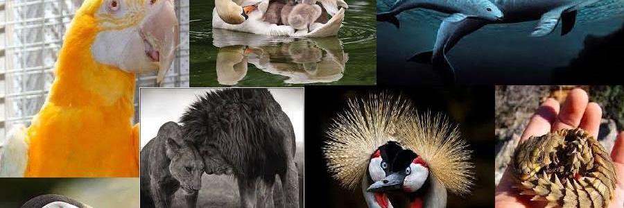 WorldAnimals3's profile banner image