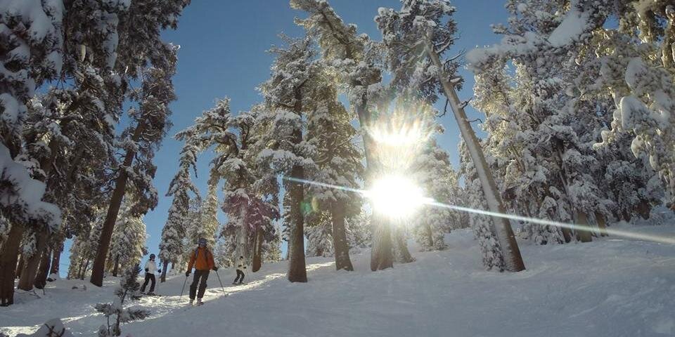 Caroline Savello banner