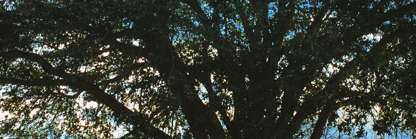 TheTreeHashtag's profile banner image