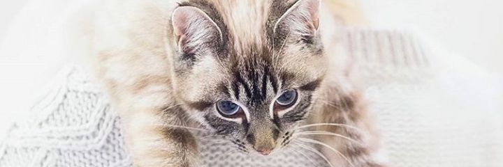 JulianaCS06's profile banner image