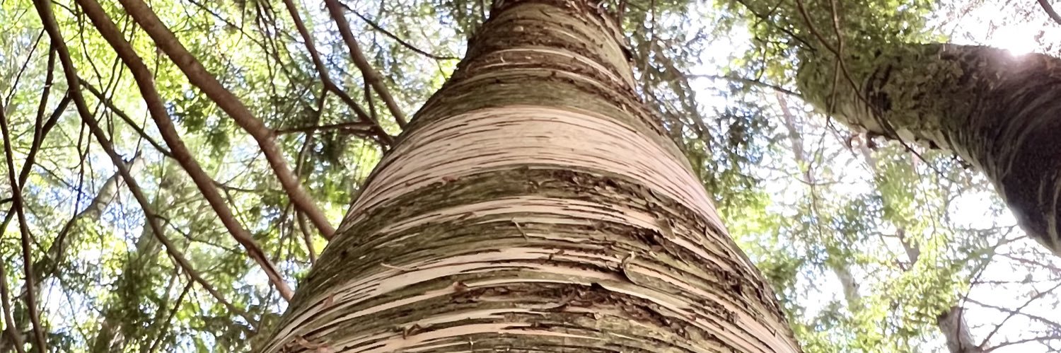 Valerie Schock banner