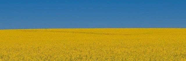 PSA Politics and History banner