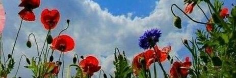 Amapolasoyyo's profile banner image