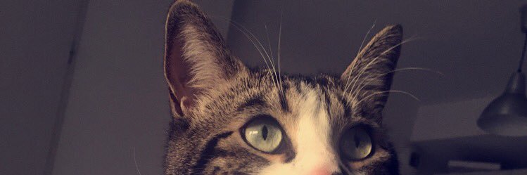 a_fayfay's profile banner image