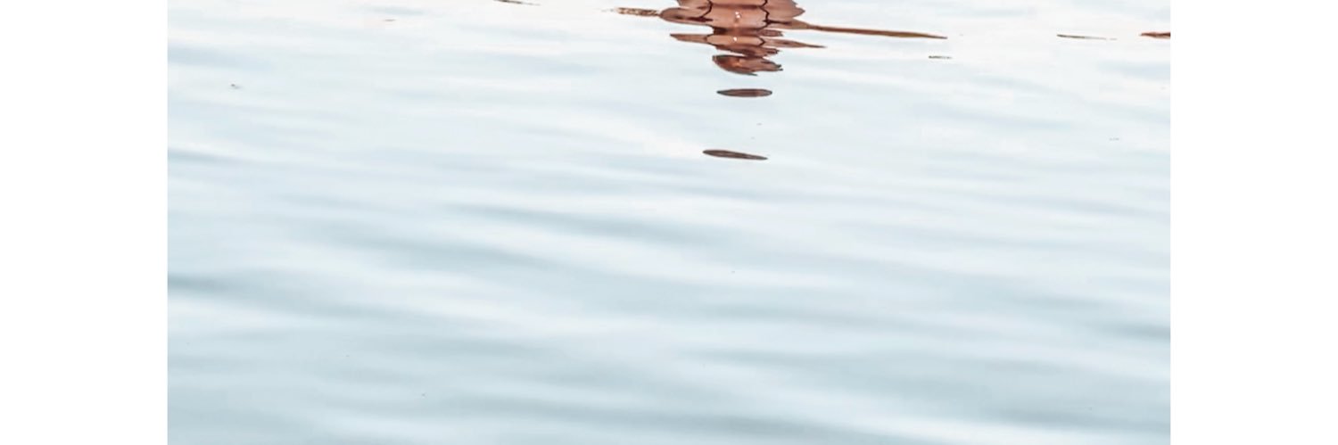 lilicebl's profile banner image