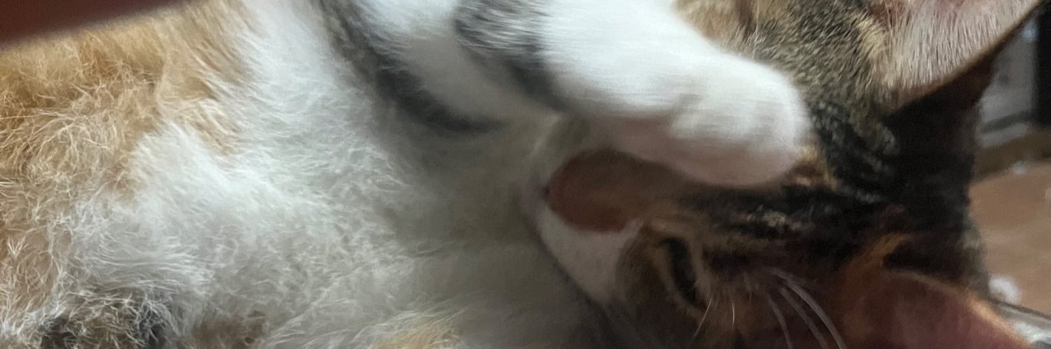 Trempadeira's profile banner image