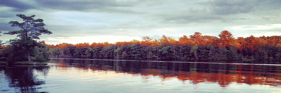 AmongthePinesCA's profile banner image