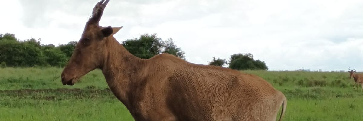 ArapLaboso_PK's profile banner image
