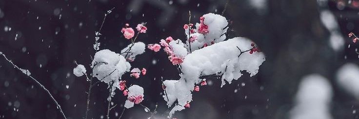 xflowerrx's profile banner image