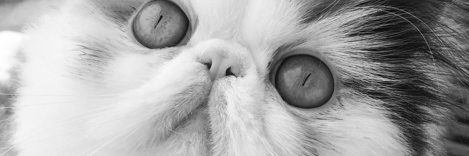 Graveskullmeow's profile banner image