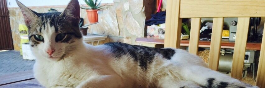 LUCÍA❤ banner