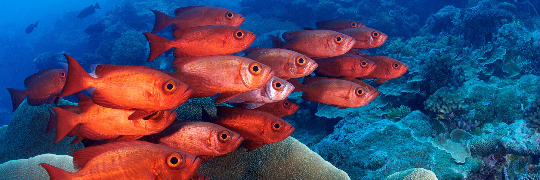 Living Oceans banner