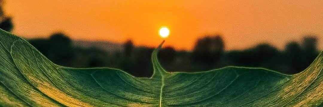 LauriceAnderson's profile banner image