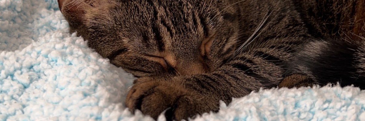 shyswrlld's profile banner image