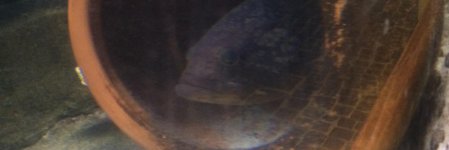 PattinsonScot's profile banner image