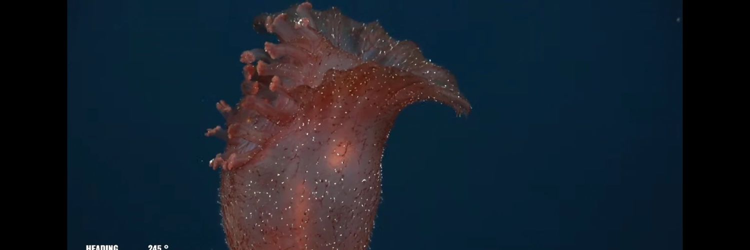 The Unknown Explorer banner