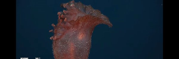 TUExplorer1 Profile Banner