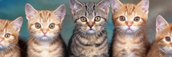 HouseCatRescue's profile banner image