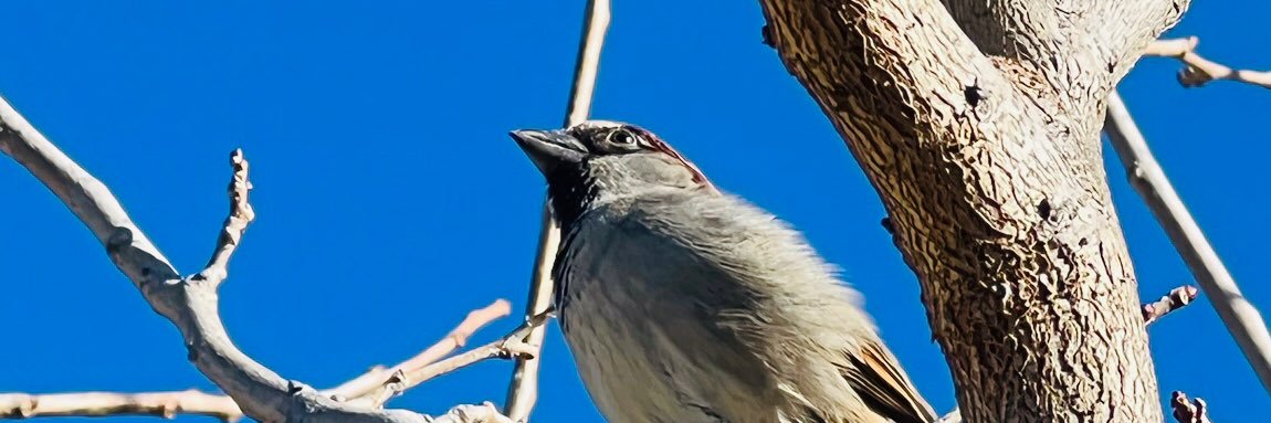 Bipedaling Bag of Bones 💀 🚶‍♀️ banner