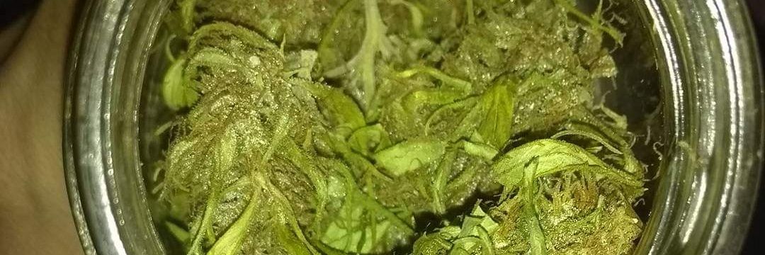 Plante420's profile banner image