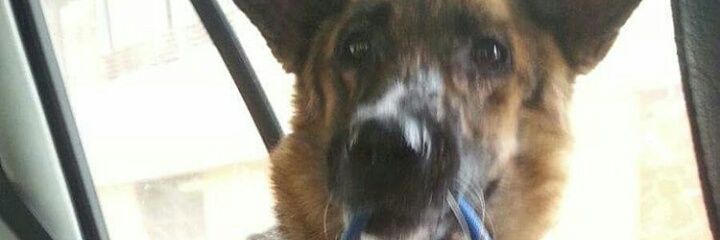 peludisimosgr's profile banner image