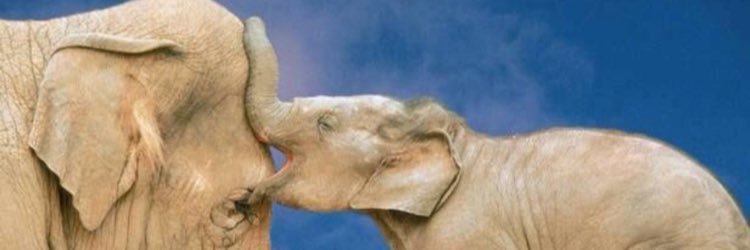 buddykarimi's profile banner image
