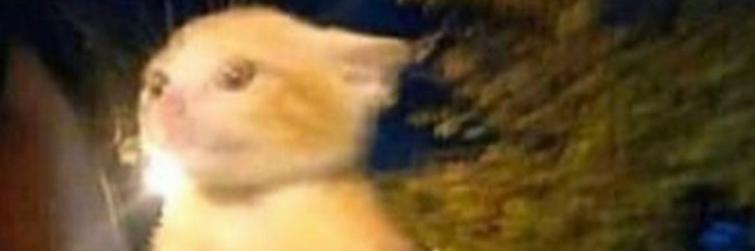 chejuito's profile banner image
