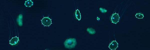 MIT_Oceans's profile banner image