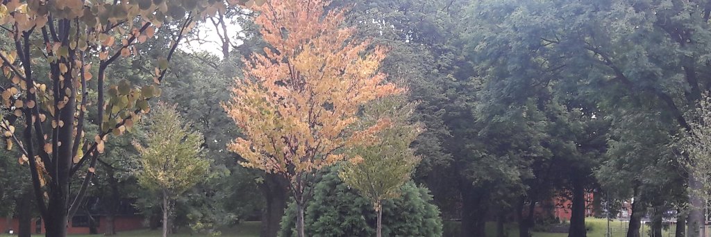 UoMGreenComms's profile banner image