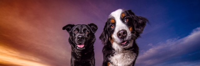 brandyandmoose's profile banner image