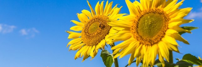 Dac_343's profile banner image
